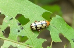 Disonycha scriptipennis