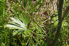 Ranunculus apiifolius