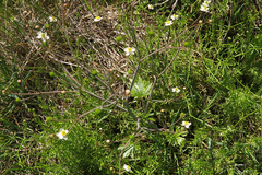 Ranunculus apiifolius