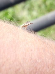 Neotephritis finalis