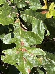 Atrusca carolina