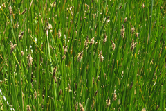 Eleocharis elegans