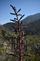 Puya coerulea