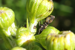 Ochrimnus cinctipennis