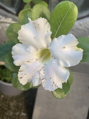 Cordia boissieri