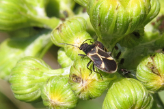 Ochrimnus cinctipennis