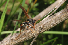 Polistes billardieri