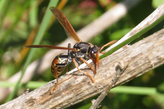 Polistes billardieri