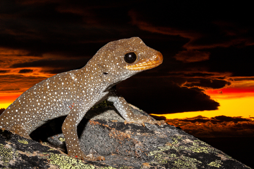 Hura Te Ao Gecko, Mokopirirakau galaxias