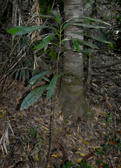 Placospermum coriaceum