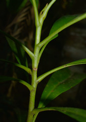 Placospermum coriaceum