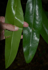 Placospermum coriaceum