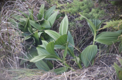 Veratrum fimbriatum
