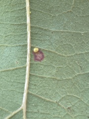 Cecidomyiini