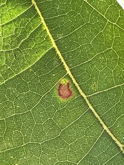 Cecidomyiini