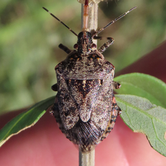 Apateticus lineolatus