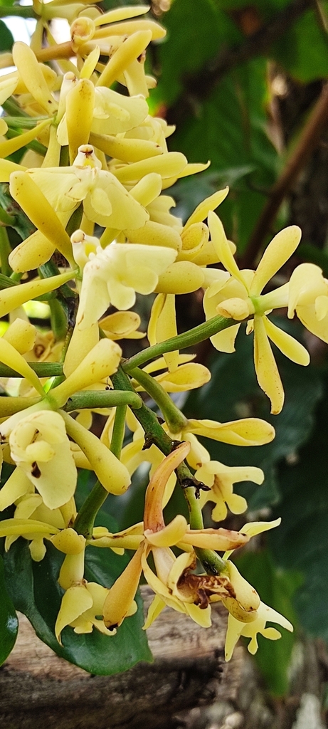 Epidendrum coronatum Ruiz & Pav. 3