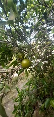 Diospyros nigra