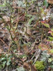 Agalinis setacea