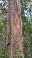 Eucalyptus propinqua