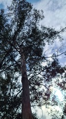 Eucalyptus propinqua
