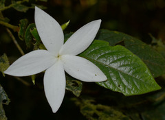 Atractocarpus hirtus