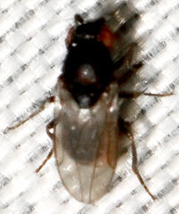 Leptocera