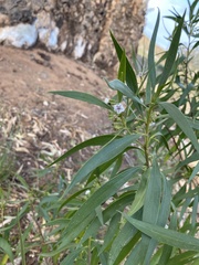 Myoporum montanum