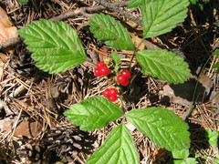 Rubus saxatilis