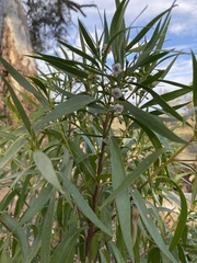 Myoporum montanum
