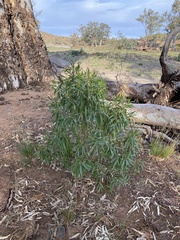 Myoporum montanum