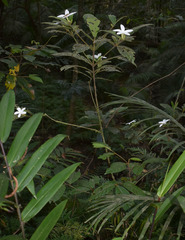 Atractocarpus hirtus