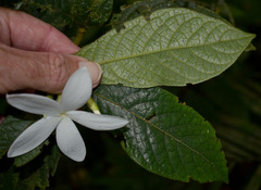 Atractocarpus hirtus