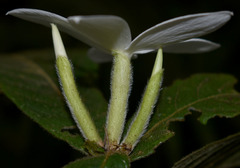 Atractocarpus hirtus