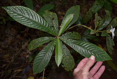 Atractocarpus hirtus