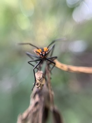 Oncopeltus varicolor