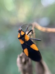 Oncopeltus varicolor