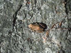 Pseudacris hypochondriaca curta