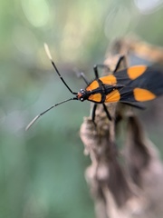 Oncopeltus varicolor