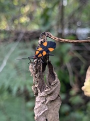 Oncopeltus varicolor