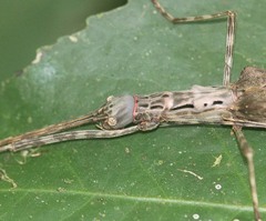 Trachythorax maculicollis