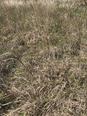 Andropogon virginicus virginicus