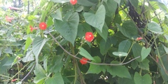 Ipomoeeae