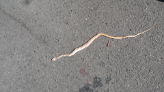 Psammophis leightoni