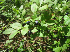 Vaccinium myrtillus