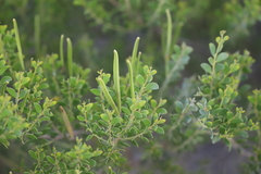Acacia stellaticeps