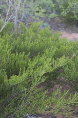 Acacia stellaticeps