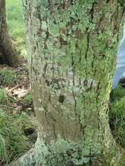 Castanopsis cuspidata