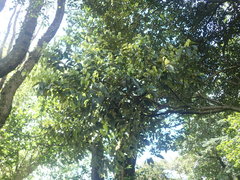 Castanopsis cuspidata