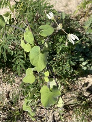 Polystemma cordifolium